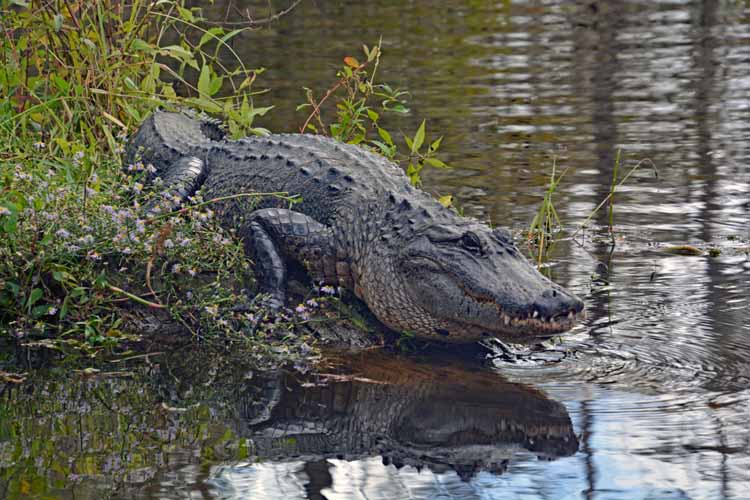 gator closeup